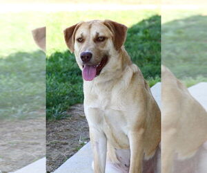 American Pit Bull Terrier-Labrador Retriever Mix Dogs for adoption in Evansville, IN, USA