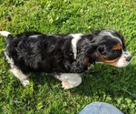 Small Photo #9 Cavalier King Charles Spaniel Puppy For Sale in WOOSTER, OH, USA