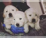Small Photo #6 Golden Retriever Puppy For Sale in ANAHEIM, CA, USA