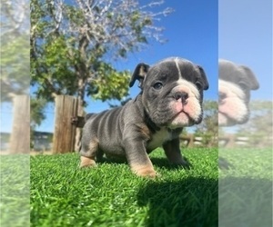 English Bulldog Puppy for Sale in LAS VEGAS, Nevada USA