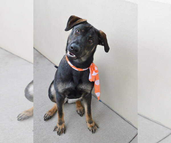 Medium Photo #2 Mutt Puppy For Sale in McKinney, TX, USA