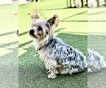 Small #1 Silky Terrier Mix