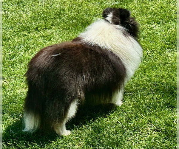 Medium Photo #2 Mutt Puppy For Sale in Wamego, KS, USA