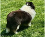 Small #1 Mutt