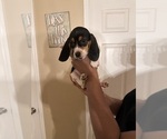 Puppy Deku Beagle