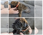 Small Photo #4 Mastiff Puppy For Sale in RUCKERSVILLE, VA, USA