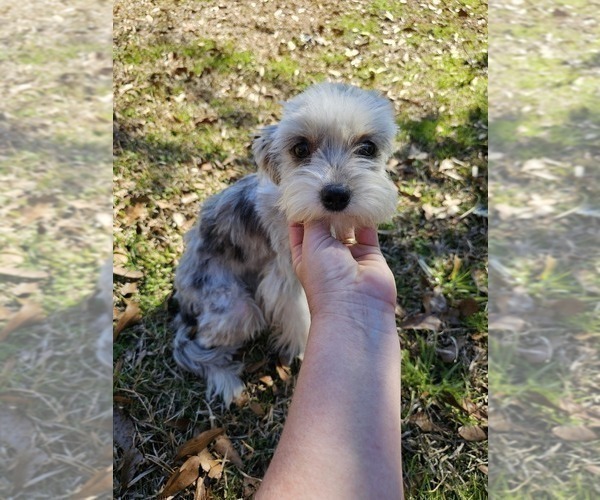 Medium Photo #1 Chizer Puppy For Sale in MONTEZUMA, GA, USA