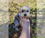 Small Photo #1 Chizer Puppy For Sale in MONTEZUMA, GA, USA