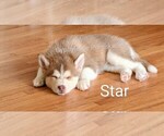 Small Photo #4 Pomsky Puppy For Sale in ROCHESTER, MN, USA