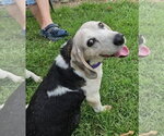 Patience - Female Beagle Dog for Adoption - Small photo