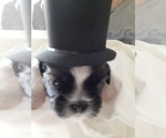 Puppy Bentley Shih Tzu