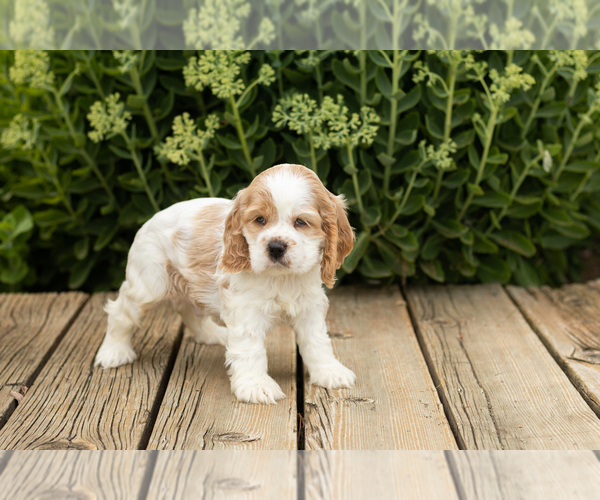 Medium Photo #26 Cocker Spaniel Puppy For Sale in NAPPANEE, IN, USA