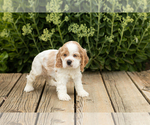 Small Photo #26 Cocker Spaniel Puppy For Sale in NAPPANEE, IN, USA