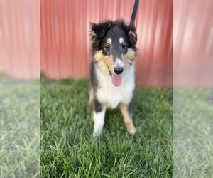 Collie Puppy for sale in ALLEN, MI, USA