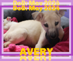 Small #11 Labrador Retriever Mix