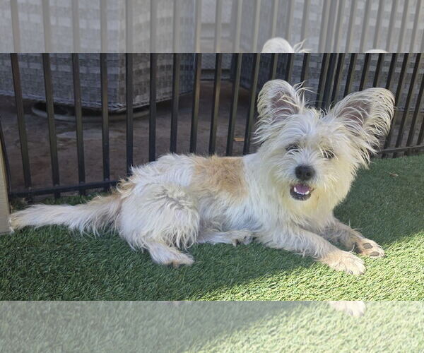 Medium Photo #2 Cairn Terrier-Unknown Mix Puppy For Sale in Milwaukie, OR, USA
