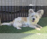 Small #1 Cairn Terrier Mix