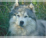 Small #6 Samoyed-Siberian Husky Mix
