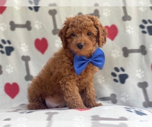 Cavapoo-Poodle (Miniature) Mix Puppy for sale in LAKELAND, FL, USA