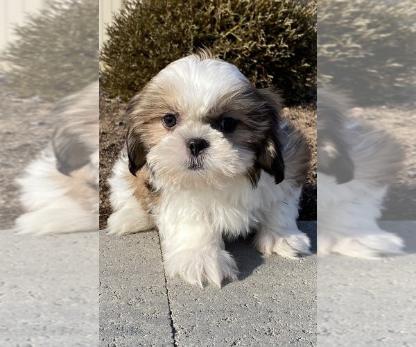 Medium Photo #6 Shih Tzu Puppy For Sale in CANOGA, NY, USA