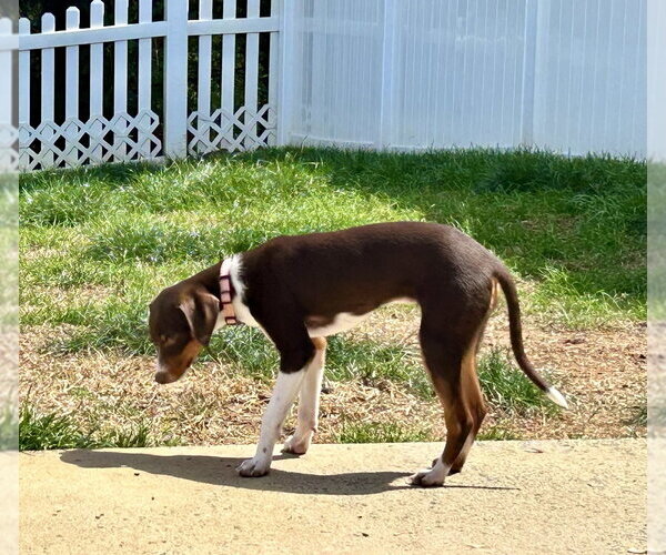 Medium Photo #2 Doxle Puppy For Sale in Mooresville, NC, USA