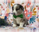 Small Photo #2 Collie-Pembroke Welsh Corgi Mix Puppy For Sale in LANCASTER, PA, USA