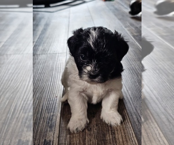 Medium Photo #3 Zuchon Puppy For Sale in LEXINGTON, OH, USA