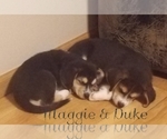 Small Photo #4 Beagle-Pomsky Mix Puppy For Sale in BELLE CENTER, OH, USA
