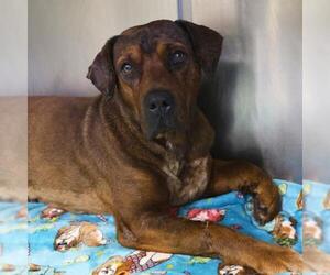 American Staffordshire Terrier-Unknown Mix Dogs for adoption in San Antonio, TX, USA