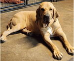 Small #8 Fila Brasileiro