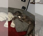 Small Photo #2 American Bulldog-Unknown Mix Puppy For Sale in Salt Lake City, UT, USA