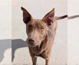 Australian Kelpie-Unknown Mix Dogs for adoption in Westminster, MD, USA