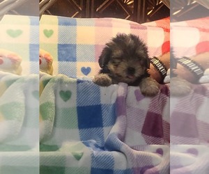 Morkie Puppy for sale in MOUNT VERNON, OH, USA