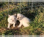 Small Photo #22 French Bulldog Puppy For Sale in BONE CAVE, TN, USA