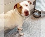 Small #1 American Pit Bull Terrier Mix