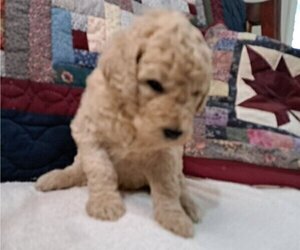 Medium Goldendoodle