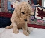 Puppy Male 3 Goldendoodle