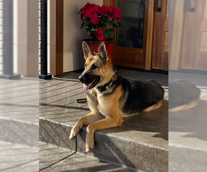 German Shepherd Dog Dogs for adoption in Cupertino, CA, USA