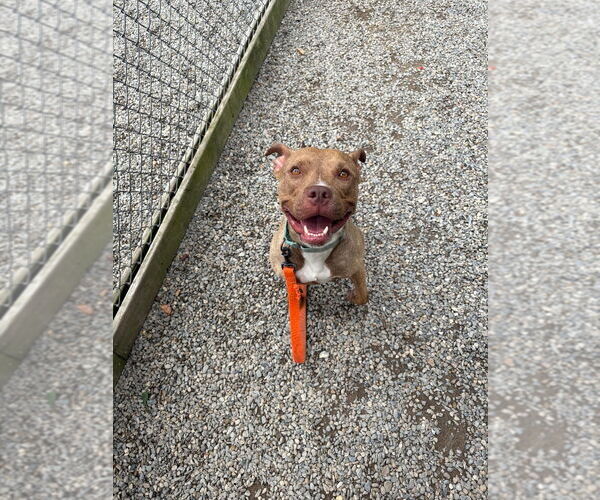 Medium Photo #3 American Staffordshire Terrier Puppy For Sale in Sayreville, NJ, NJ, USA