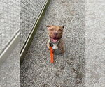Small #2 American Staffordshire Terrier