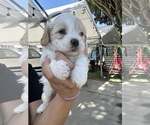 Small #3 Maltipoo