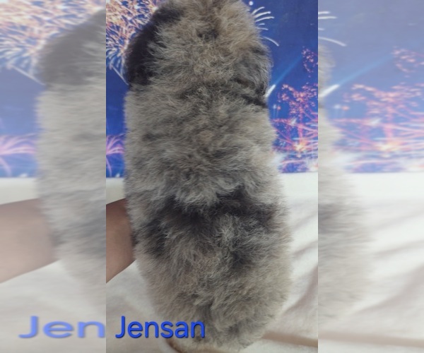 Medium Photo #3 Australian Shepherd-Poodle (Toy) Mix Puppy For Sale in AZLE, TX, USA