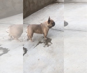 Mother of the French Bulldog puppies born on 02/26/2021