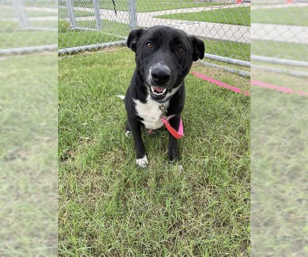 Medium Photo #4 Labrador Retriever-Unknown Mix Puppy For Sale in Corpus Christi, TX, USA