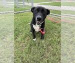 Small #3 Labrador Retriever Mix