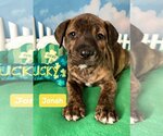 Small Photo #3 Spaniel-Unknown Mix Puppy For Sale in Hillsboro, MO, USA