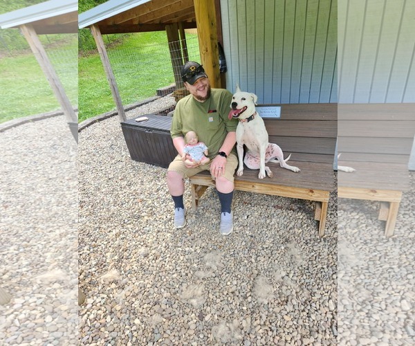 Medium Photo #2 Mutt Puppy For Sale in Woodsfield, OH, USA