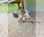Small #1 Mutt