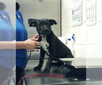 Small Mutt
