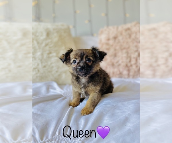 Medium Photo #3 Chihuahua Puppy For Sale in COOKEVILLE, TN, USA